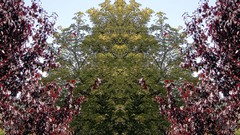 Trees reflections