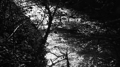 Trees rivers greyscale
