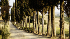 Trees road awesome nature