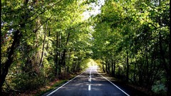 Trees roads