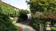 Trees roads cityscapes Kensington California