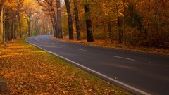 Trees roads fallen leaves