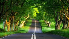 Trees roads forests