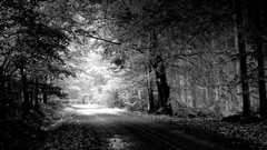 Trees roads forests grayscale