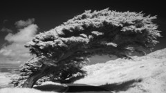 Trees roads monochrome infrared