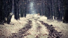 Trees roads paths forests