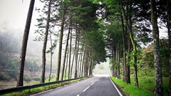 Trees roads Portugal