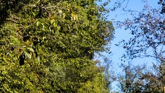 Trees roads roadway Villages