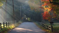 Trees roads Somewhere