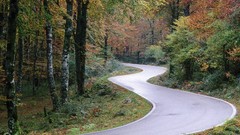 Trees roads Spain forests