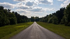 Trees roads streets skyscapes