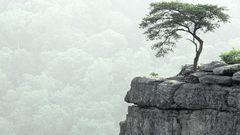 Trees rocks mist cliffs