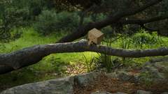 Trees rocks Plants danboard