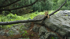 Trees rocks Plants danboard