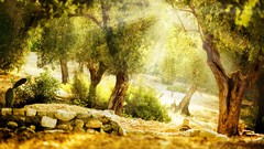 Trees rocks sunlight