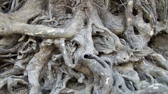 Trees roots