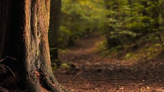 Trees roots bark shrubs paths forests tree trunk