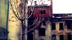 Trees ruins buildings