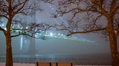 Trees San Francisco Parks
