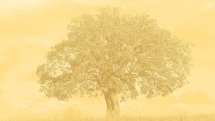 Trees sepia