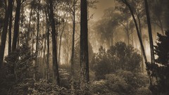 Trees sepia forests