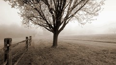 Trees sepia roads fences fields