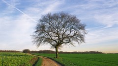 Trees shiny fields skyscapes