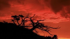 Trees silhouette tree nature