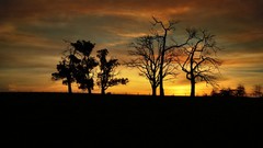 Trees silhouettes
