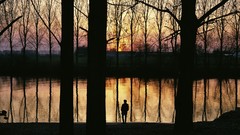 Trees silhouettes lakes gathering