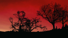 Trees silhouettes Plants