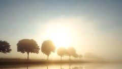 Trees silhouettes reflections mist sunlight