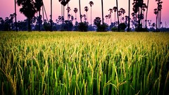 Trees silhouettes rice fields
