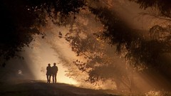 Trees silhouettes shadows sunlight forests