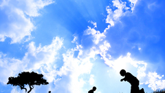 Trees silhouettes skyscapes