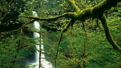 Trees silver Oregon north falls Parks