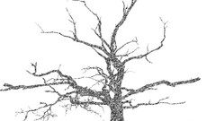 Trees simple black and white