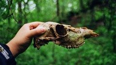 Trees skulls forests body parts