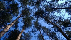 Trees skyscapes