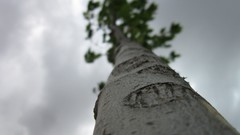 Trees skyscapes