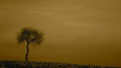 Trees skyscapes nature
