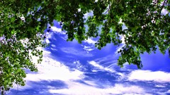Trees skyscapes nature