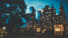 Trees Skyscrapers evening urban cities cityscapes