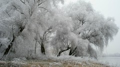 Trees snow