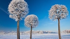 Trees snow