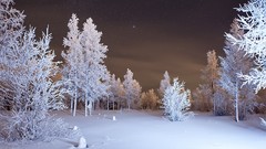 Trees snow