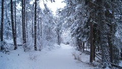 Trees snow Alps Italy San Vigilio