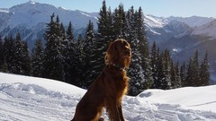 Trees snow Animals Mountains Dogs