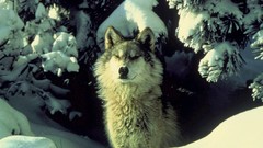 Trees snow Animals Wolves