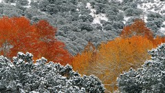 Trees snow Aspen forests